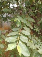 Psidium guajava
