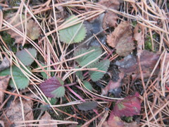 Dracocephalum nutans