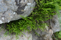 Asplenium septentrionale