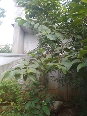 Psidium guajava