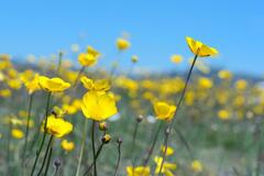 Ranunculus gramineus