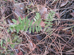 Vicia nervata