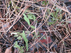 Vicia nervata