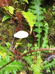Cyclocybe aegerita