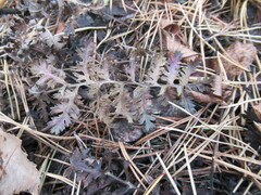 Artemisia tanacetifolia