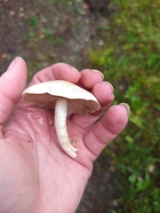 Cyclocybe aegerita