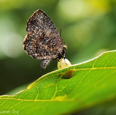 Logania marmorata damis