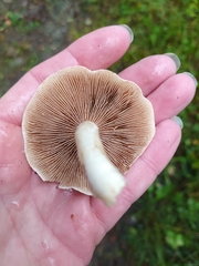 Cyclocybe aegerita