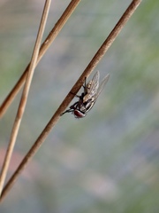 Musca vetustissima