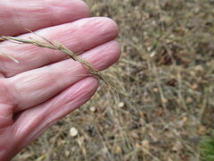 Achnatherum sibiricum