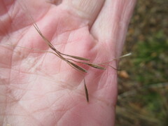 Achnatherum sibiricum