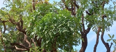 Cussonia