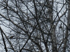 Aegithalos caudatus