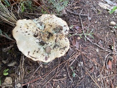 Lactarius sanguifluus