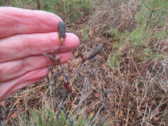 Rhododendron dauricum