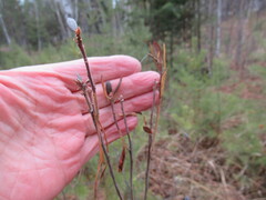Rhododendron dauricum