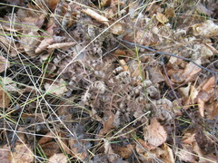 Artemisia tanacetifolia