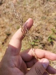 Pogonarthria squarrosa