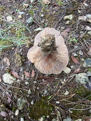 Lactarius sanguifluus