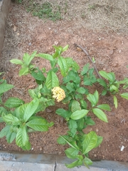 Ixora coccinea