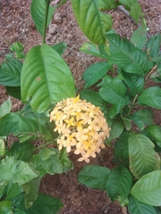 Ixora coccinea