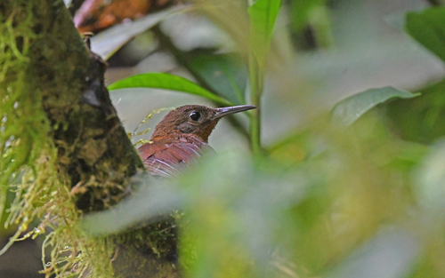 Dusky Leaftosser (Sclerurus obscurior), photo 8