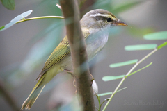 Phylloscopus coronatus