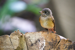 Muscicapa ferruginea