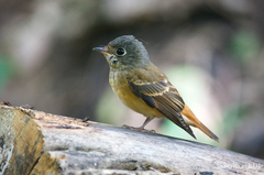 Muscicapa ferruginea