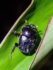 Onthophagus