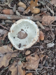 Russula delica