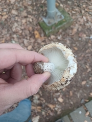 Russula delica