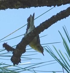 Peucedramus taeniatus