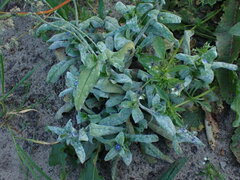 Myosotis arvensis