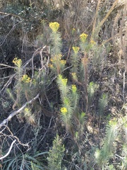 Euryops linifolius