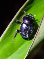 Onthophagus