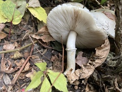 Leucoagaricus leucothites