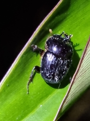 Onthophagus