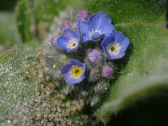 Myosotis arvensis