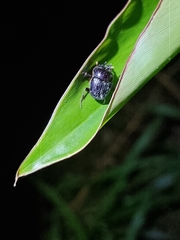 Onthophagus