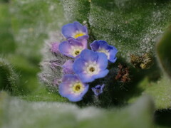 Myosotis arvensis