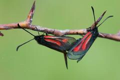 Zygaena nevadensis