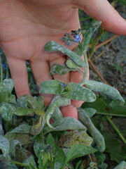 Myosotis arvensis