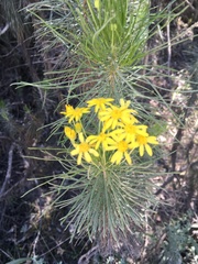 Euryops linifolius