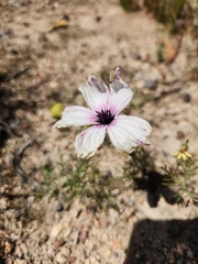 Monsonia speciosa