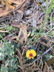 Platylobium triangulare