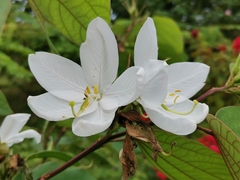 Bauhinia acuminata