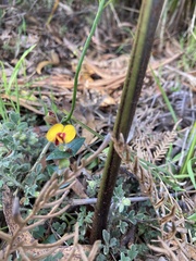 Platylobium triangulare