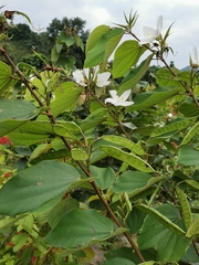 Bauhinia acuminata