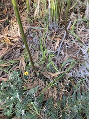 Platylobium triangulare